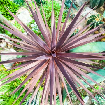 Cordyline australis Grupo Purpurea em sementes - Palmeira-da-Nova Zelândia