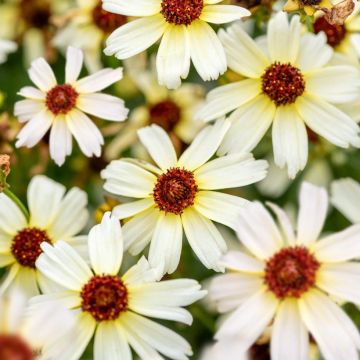 Coreópsis Fool's Gold