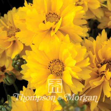 Coreópsis grandiflora Presto em sementes