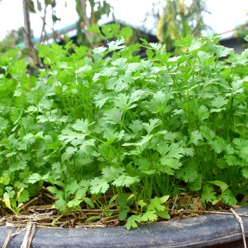 Coentro cultivado plantas jovens