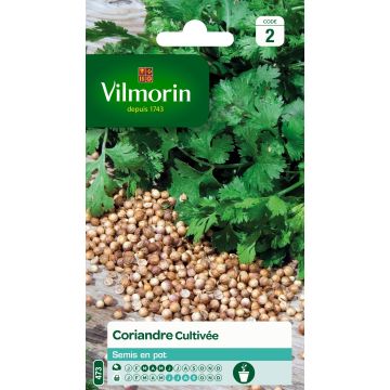 Coentros cultivado Vilmorin