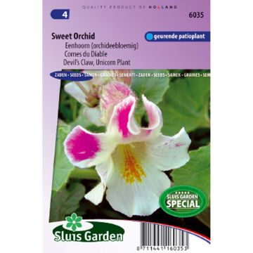 Proboscidea louisianica Sweet Orchid em sementes