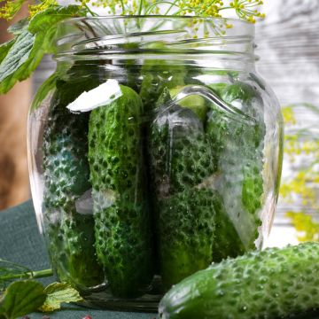 Pepino Diamant F1 Bio