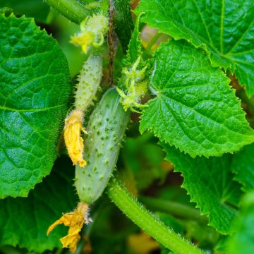 Pepino Parigyno HF1 Vilmorin