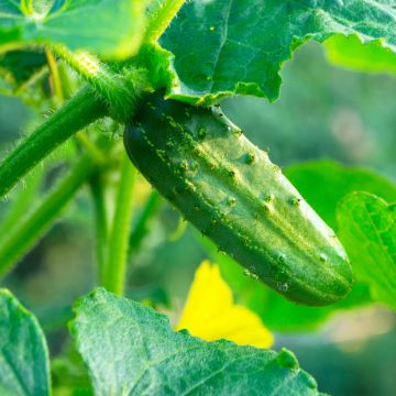 Pepino Verde pequeno de Paris Vilmorin