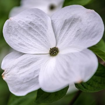 Cornus Eddie's White Wonder