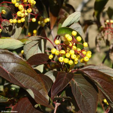 Cornus asperifolia var. drummondii Sunshiny Drops