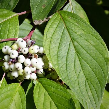 Corniso branco - Cornus alba