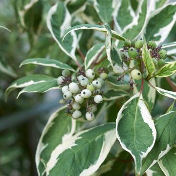 Corniso branco Elegantissima Corniso branco Elegantissima