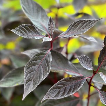 Corniso branco Nightfall Corniso branco Nightfall