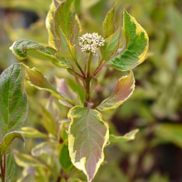 Corniso branco Spaethii