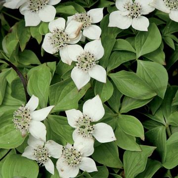 Cornus canadensis