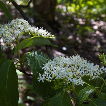 Cornus controversa