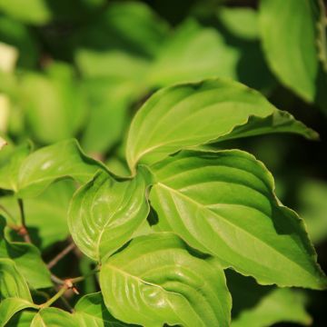 Cornus controversa Troja Dwarf