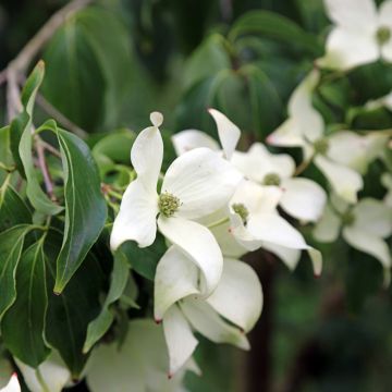 Corneiro-do-japão Blue Shadow - Cornus kousa