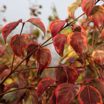 Corneiro-do-japão Bonfire - Cornus kousa