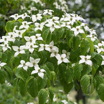 Corneiro-do-japão Chinensis - Cornus kousa Corneiro-do-japão Chinensis - Cornus kousa