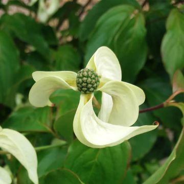 Corneiro-do-japão Couronne - Cornus kousa
