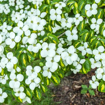 Corneiro-do-japão Gold Star - Cornus kousa