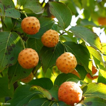 Córnio-do-japão Mandarin Jewel - Cornus kousa var. chinensis