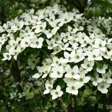 Corneiro-do-japão Schmetterling - Cornus kousa