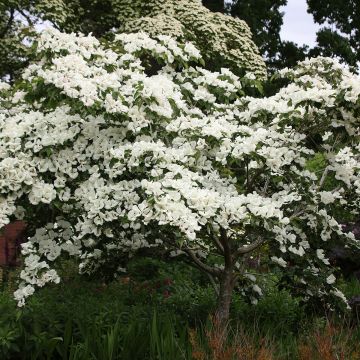 Cornus kousa Venus