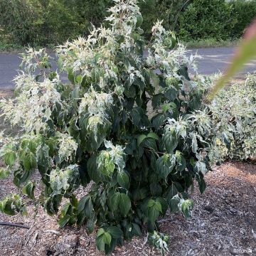 Corneiro-do-japão Watermelon Sugar - Cornus kousa