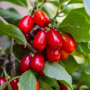 Cerejeira-cornalina Pancharevo - Cornus mas