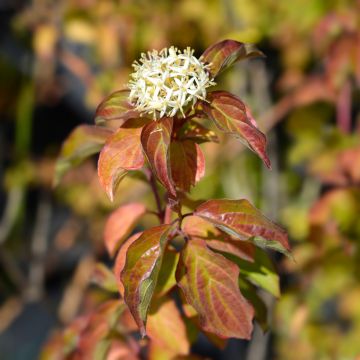 Cornus sanguinea Winter Beauty