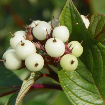 Cornus sericea Baileyi
