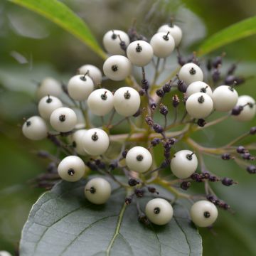 Cornus sericea Baileyi