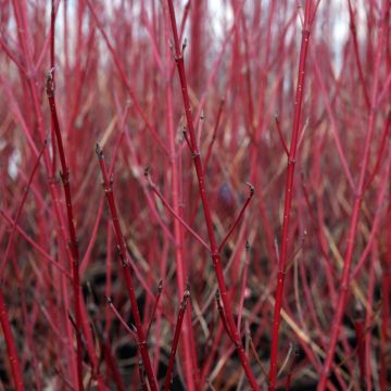 Cornus sericea Firedance