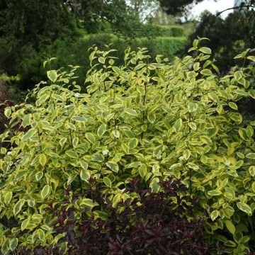 Cornus sericea Hedgerow's Gold