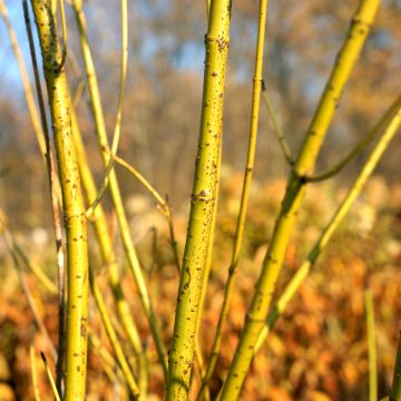 Cornus sericea Flaviramea Cornus sericea Flaviramea