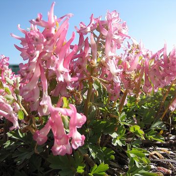 Corydalis solida Bird of Paradise