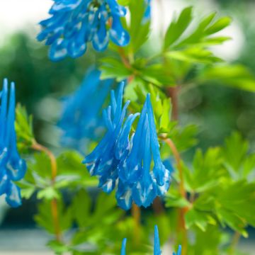 Corydalis flexuosa × elata Craigton Blue
