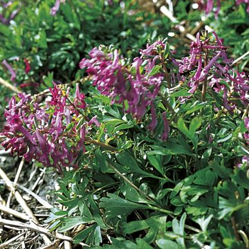 Corydalis pumila