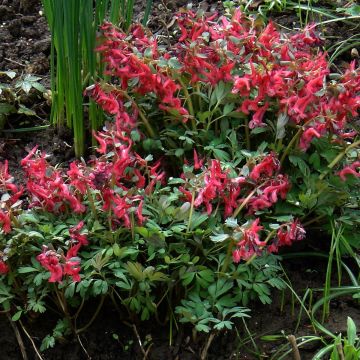 Corydalis solida Firebird