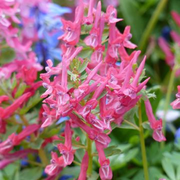 Corydalis solida GP Baker