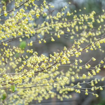 Corylopsis pauciflora Corylopsis pauciflora