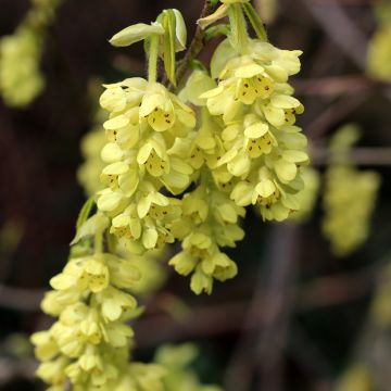 Corylopsis spicata