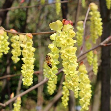 Corylopsis sinensis var. sinensis