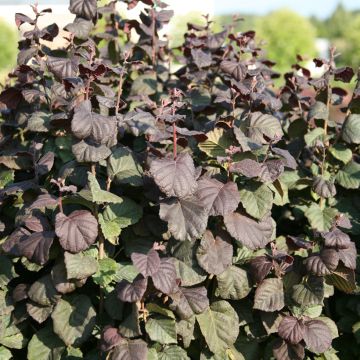 Aveleira Anny's Red Dwarf