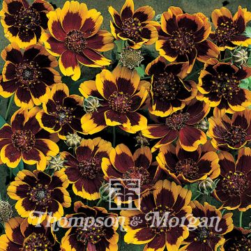 Cosmidium burridgeanum Philippine em sementes