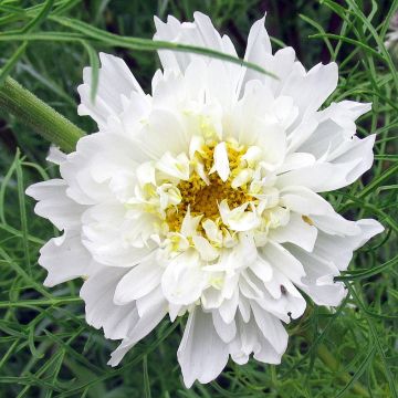 Cosmea Double Click Snow Puff em sementes