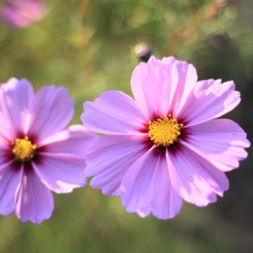 Cosmea Sensation Radiance em sementes