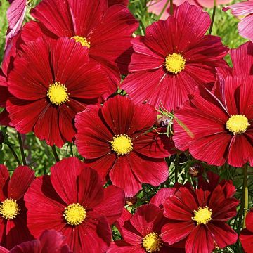Cosmea Rubenza Vermelho Carmin em minimottes