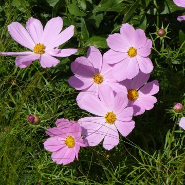 Cosmea Sonata Rosa Claro