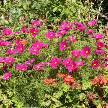 Cosmea Sonata Carmin