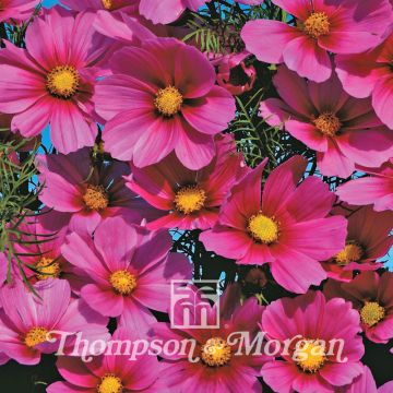 Cosmea Versailles Tetra em sementes